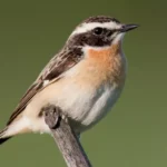 Whinchat