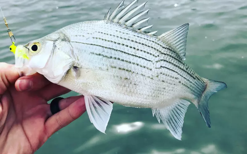 White Bass