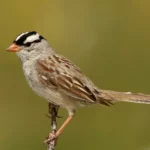 White-Crowned Sparrow