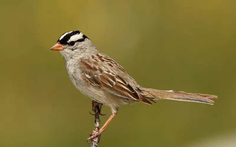 White-Crowned Sparrow