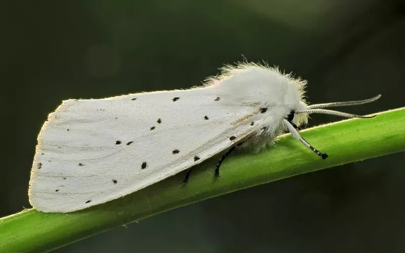 White Moth Symbolism In Different Cultures