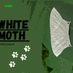 White Moths