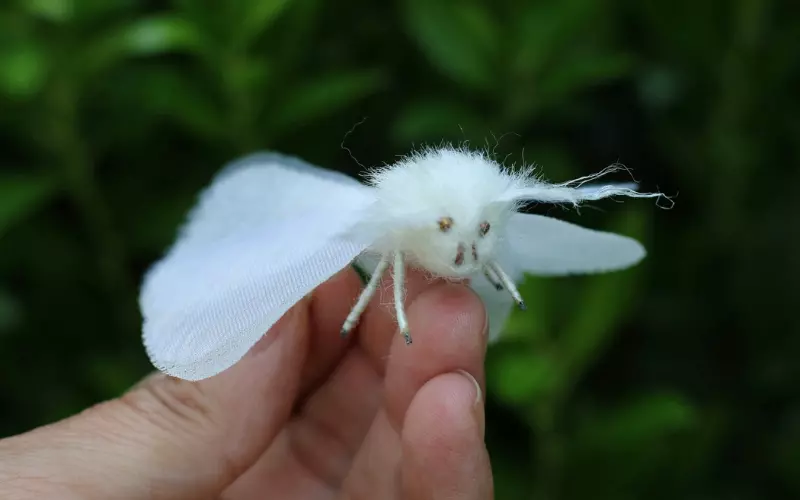White Moths In Mythology And Folklore
