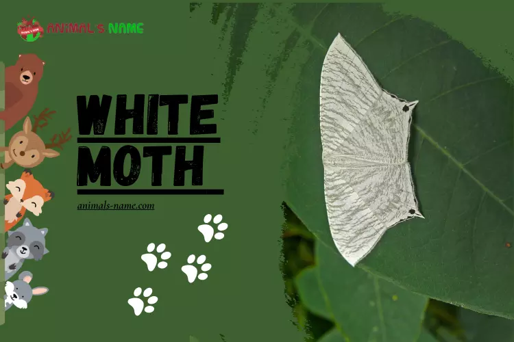 White Moths