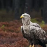 White-Tailed Eagle