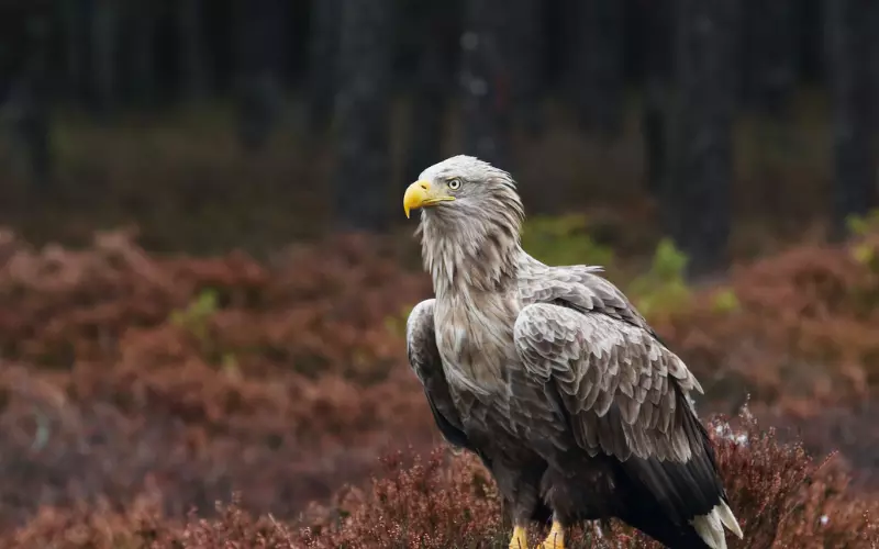 White-Tailed Eagle