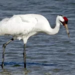 Whooping Crane