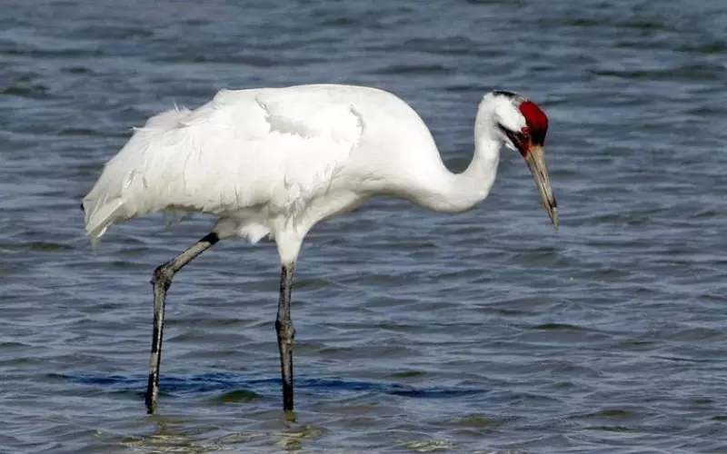 Whooping Crane