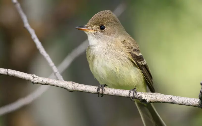 Willow Flycatcher