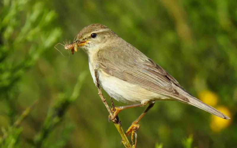 Willow Warbler