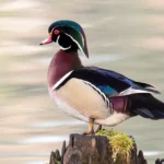 Wood Duck