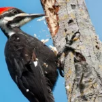 Woodpecker