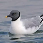 Xeme (Sabine’s Gull)