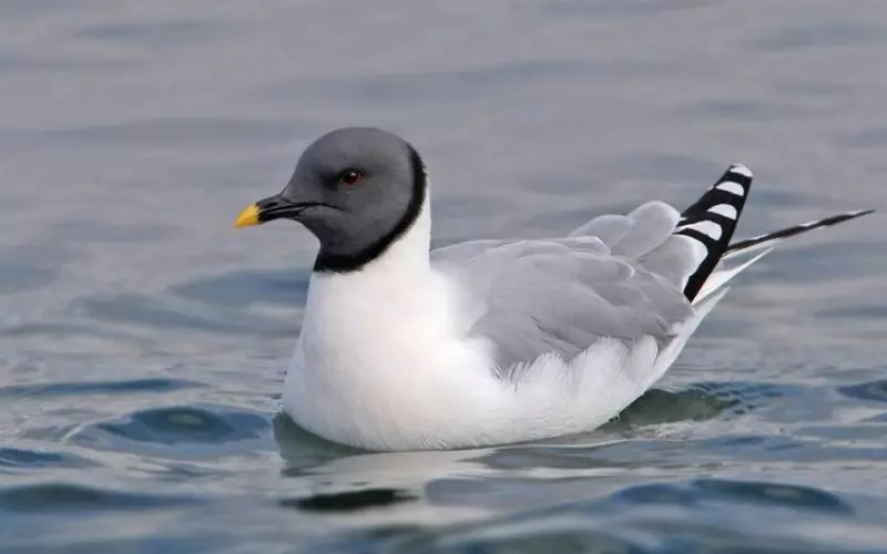 Xeme (Sabine’s Gull)