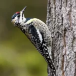 Yellow Bellied Sapsucker