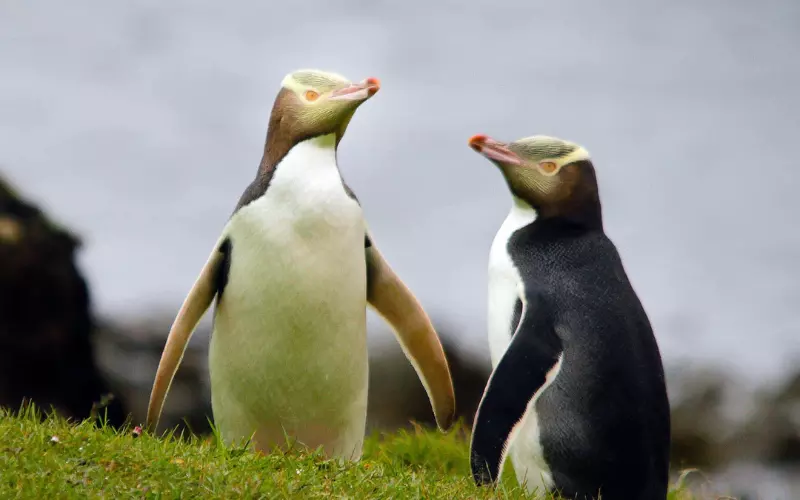 Yellow-Eyed Penguin