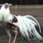 Yokohama Chicken