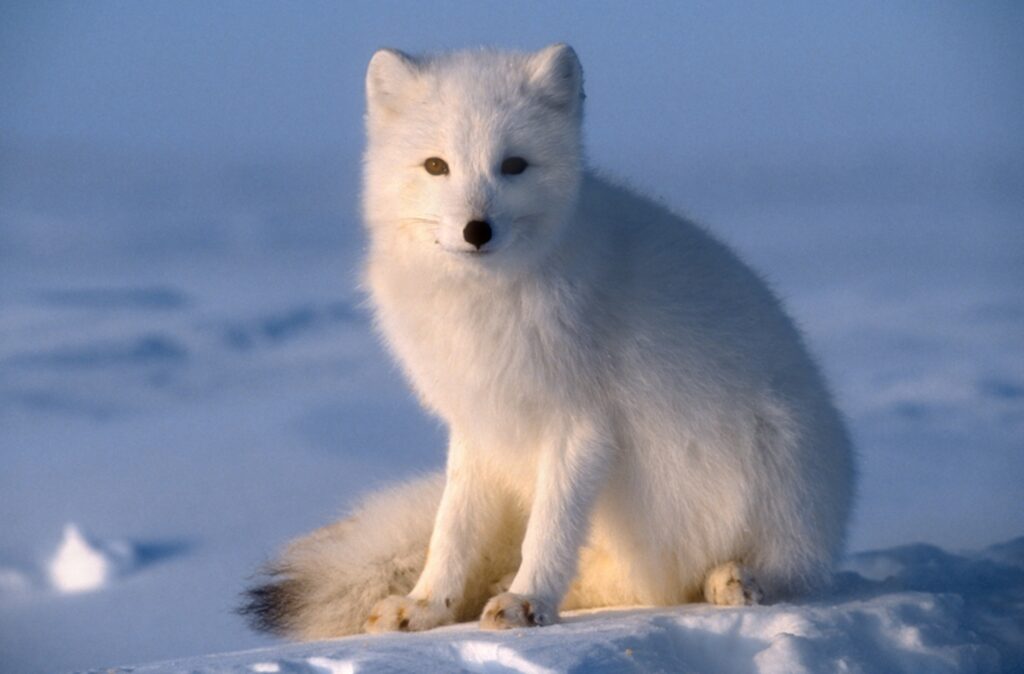 Arctic Fox: History, Facts, Size, Habitat, Classification & Much More ...