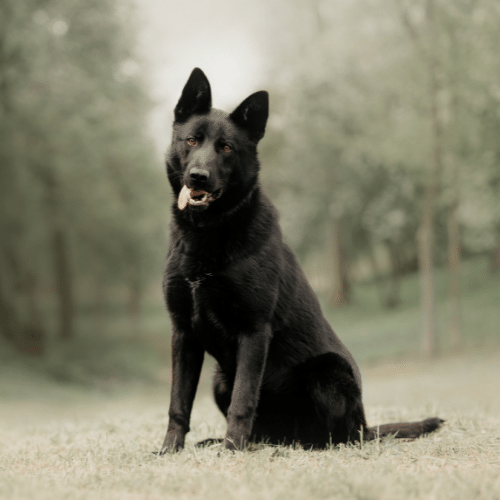 Black German Shepherd: History, Facts, Size, Habitat, Classification ...