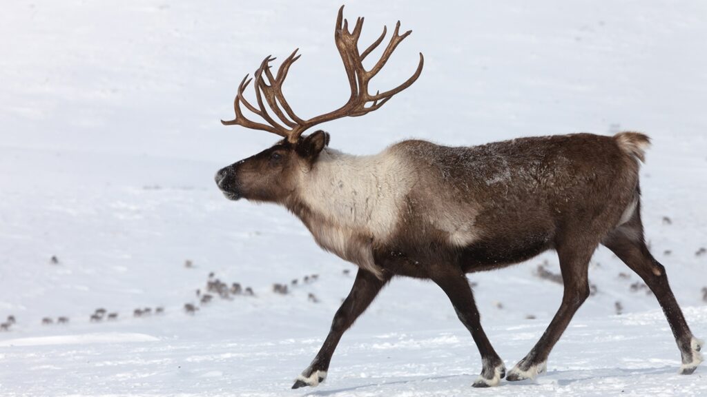 Caribou: History, Facts, Size, Habitat, Classification & Much More ...