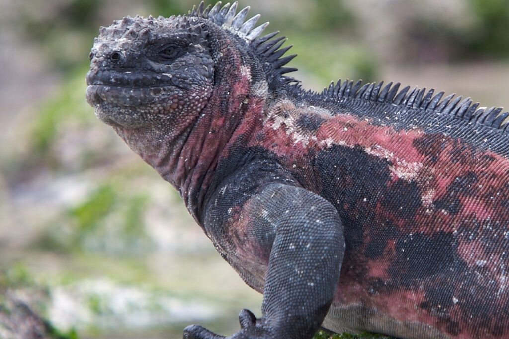 Marine Iguana: History, Facts, Size, Habitat, Classification & Much ...