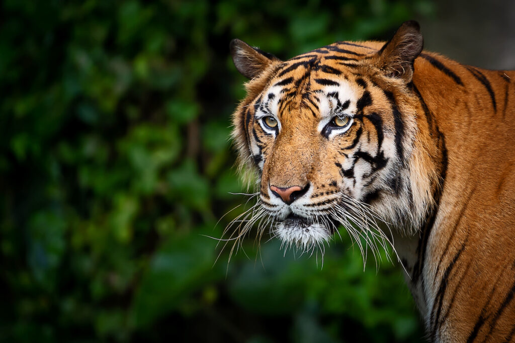 Indochinese Tiger: History, Facts, Size, Habitat, Classification & Much ...