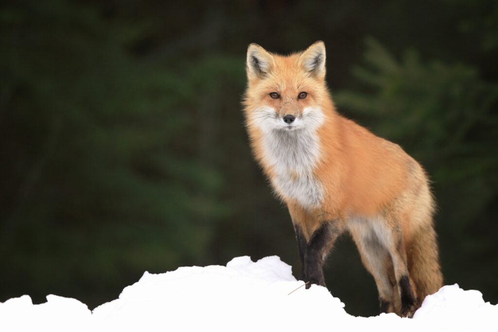 Red Fox: History, Facts, Size, Habitat, Classification & Much More ...