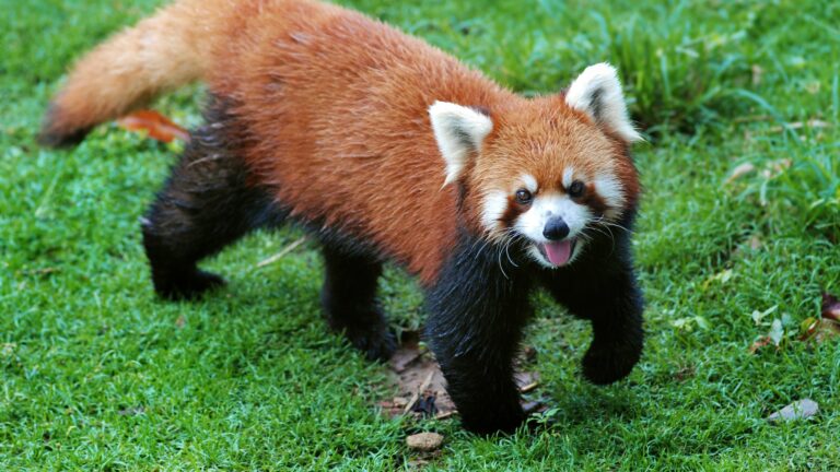 Red Panda: History, Facts, Size, Habitat, Classification & Much More ...