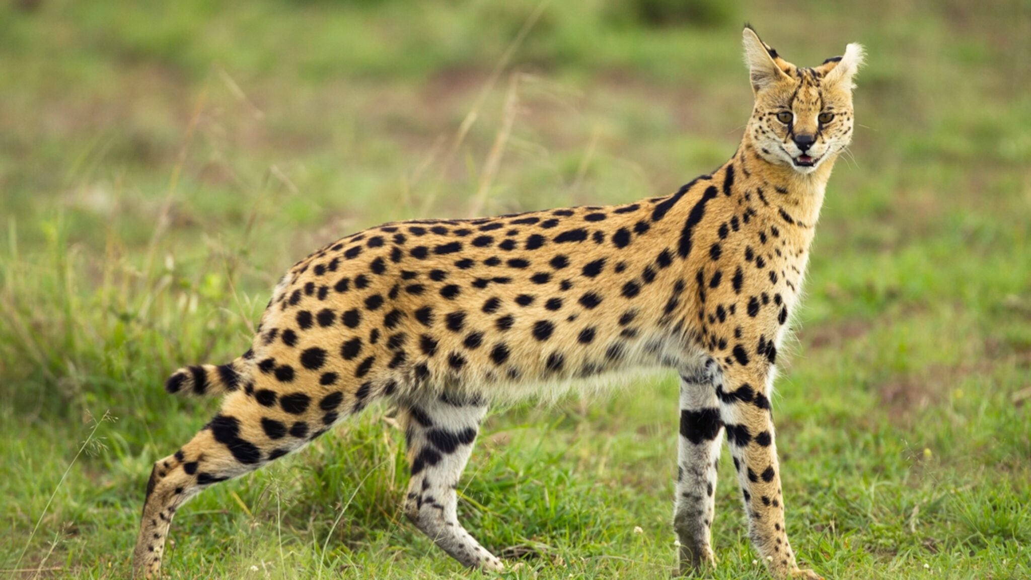 Serval: History, Facts, Size, Habitat, Classification & Much More ...