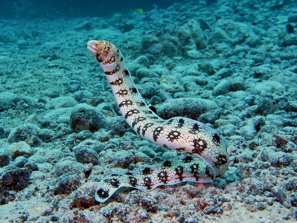 Snowflake Eel: History, Facts, Size, Habitat, Classification & Much ...