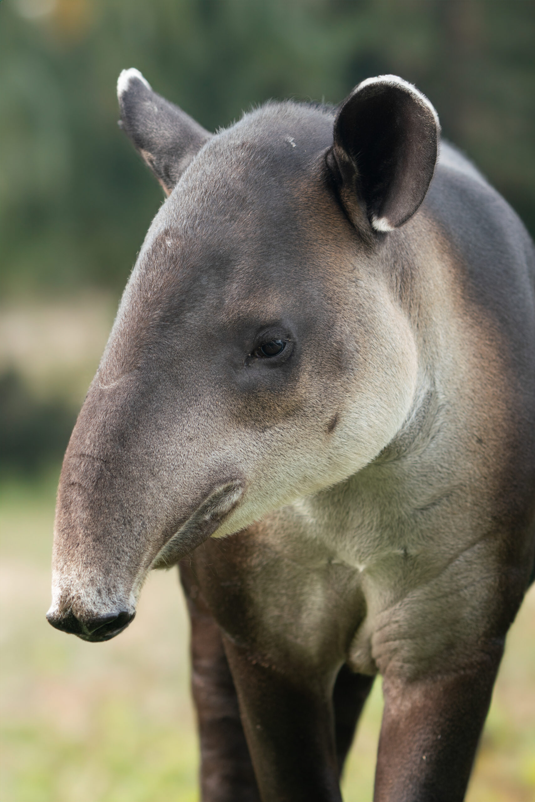 Tapir: History, Facts, Size, Habitat, Classification & Much More