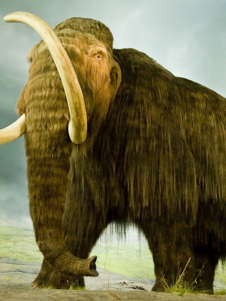 Woolly Mammoth: History, Facts, Size, Habitat, Classification & Much ...