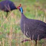 Guinea Fowl