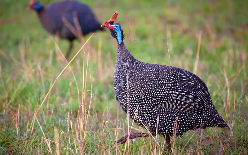 Guinea Fowl